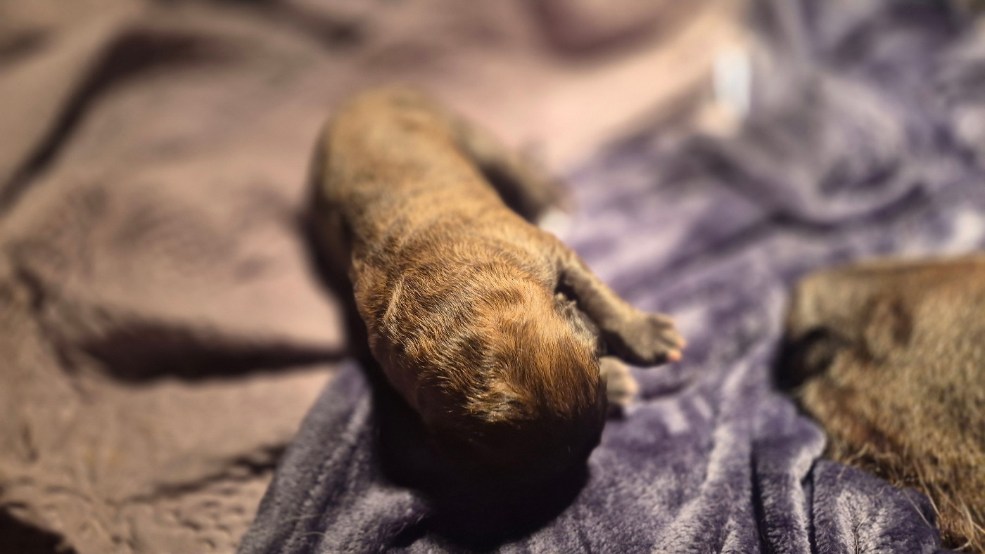 What Else Forever - Chiots disponibles - Leonberger